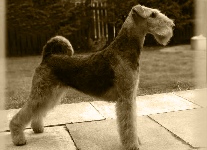 Airedale Terrier Information